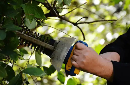 Taille de haie et arbres fruitiers 22-3